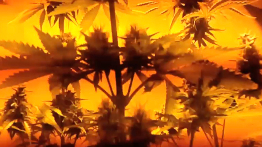 coltivare marijuana