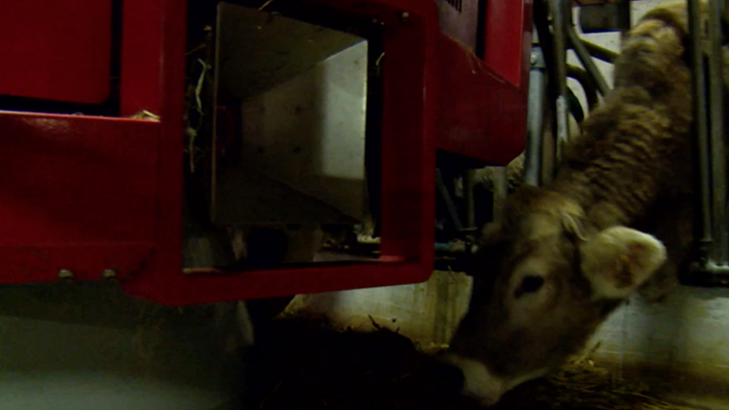 Allevamento hi-tech: le nuove tecnologie applicate alle vacche da latte